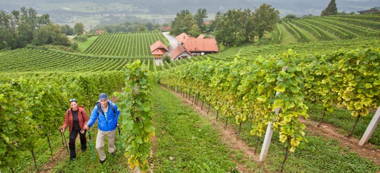 Sauvakävelijät viiniviljelmien keskellä Saksassa.