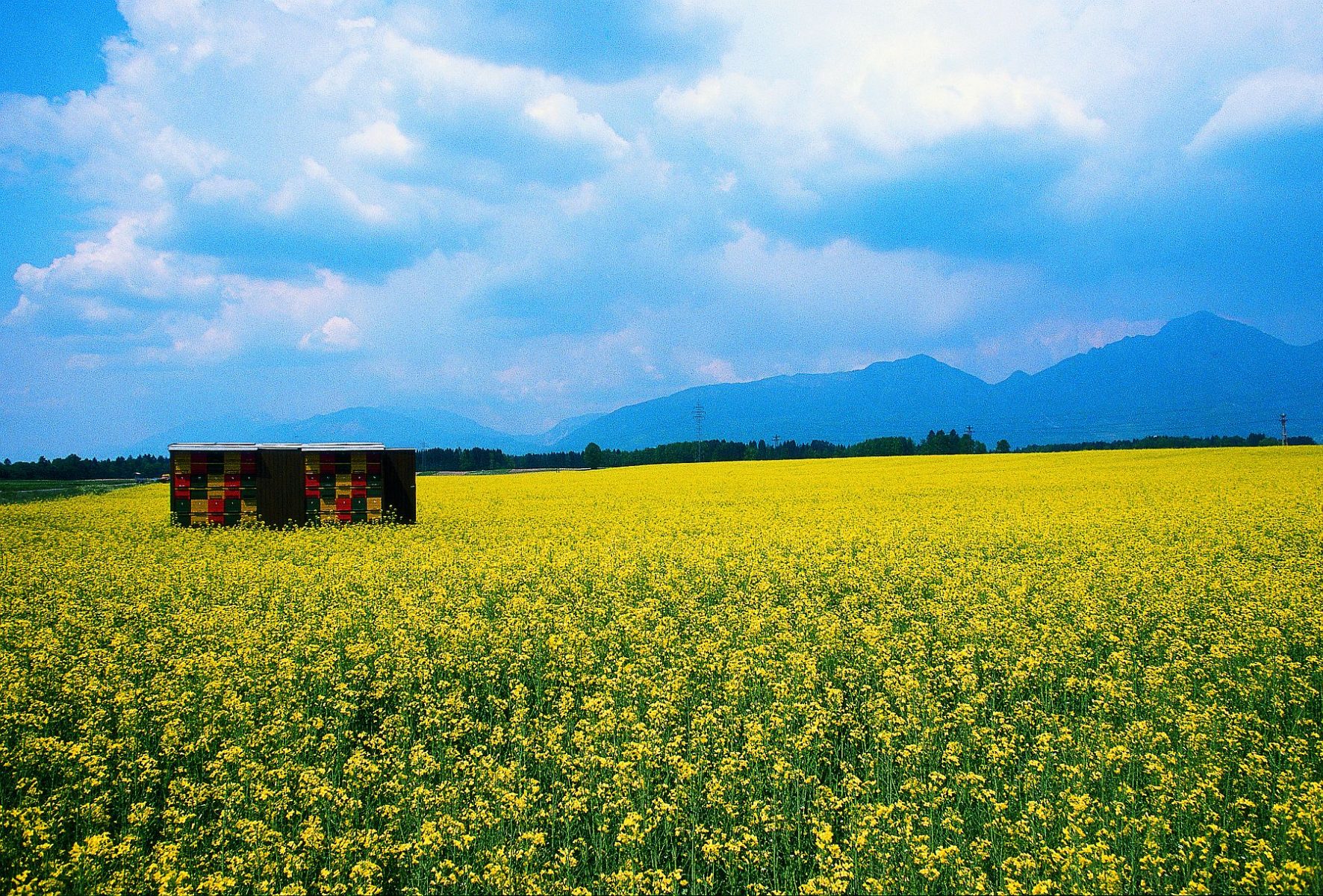 Keltainen kukkapelto. Taustalla vuoret.