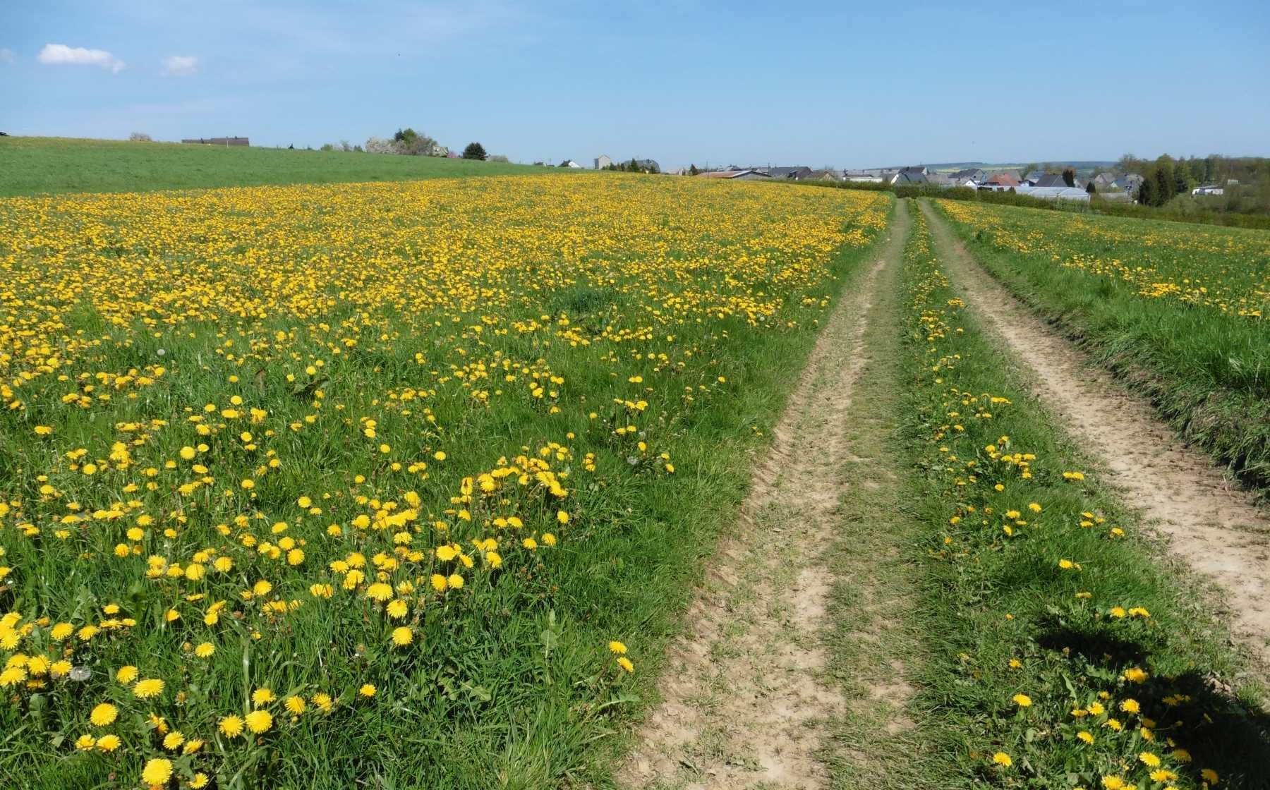 Polku voikukkapellon keskellä.