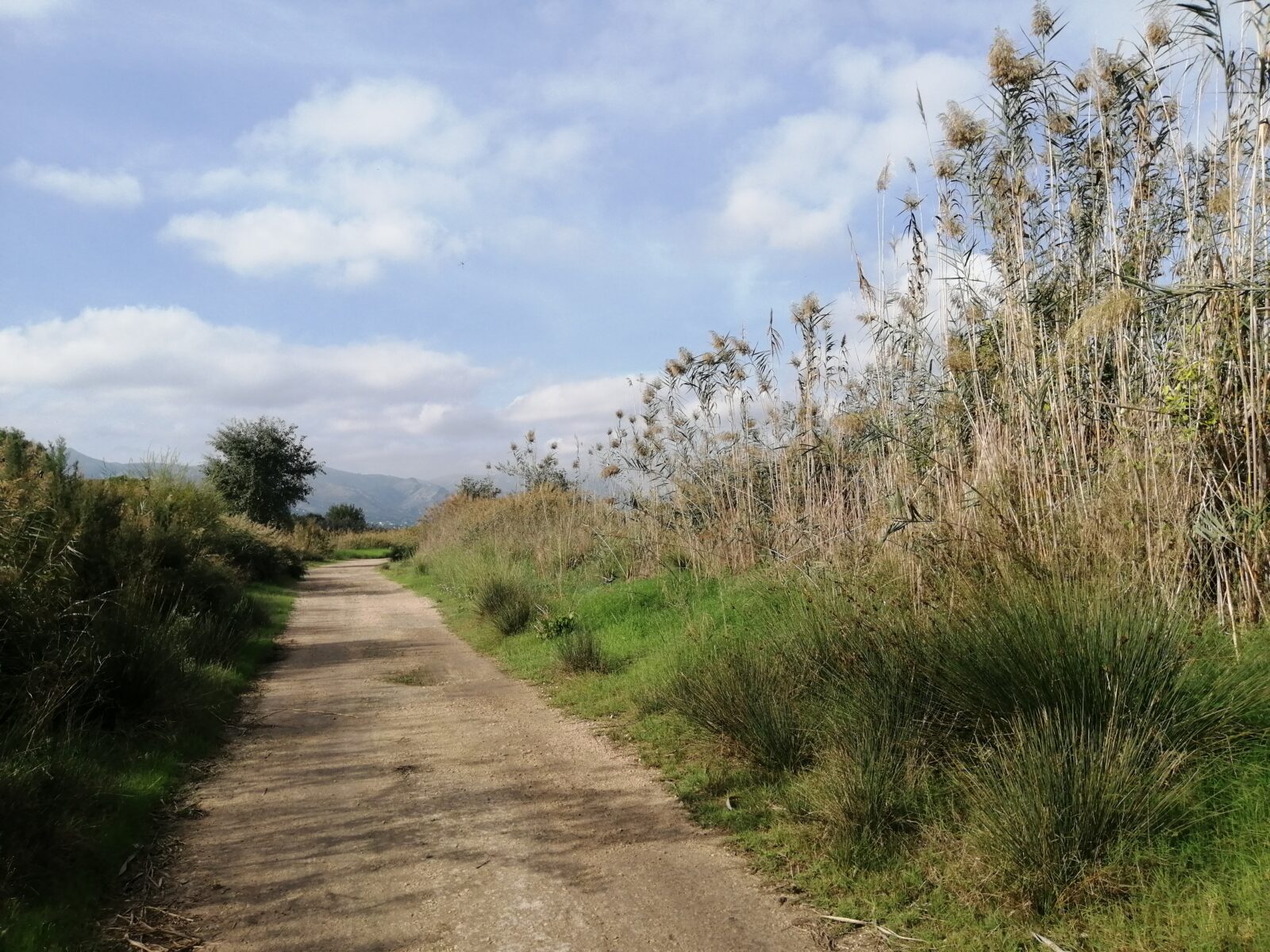 Hiekkatie kosteikkoalueen poikki. Tautalla häämöttää vuoret.