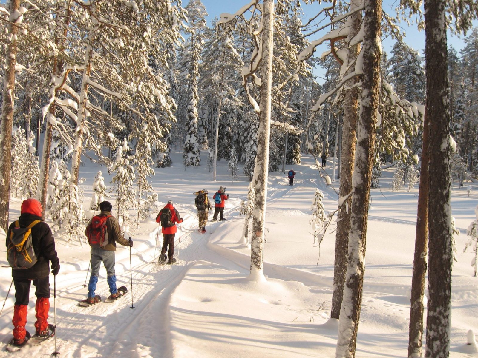 Jono lumikenkäilijöitä metsässä.