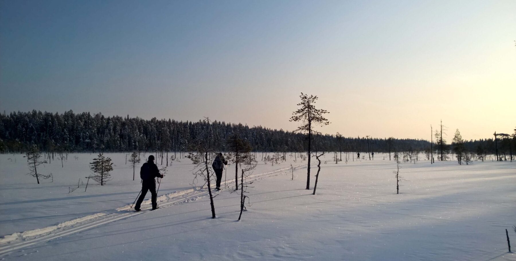Hiihtäjät suolla iltapäivän auringossa