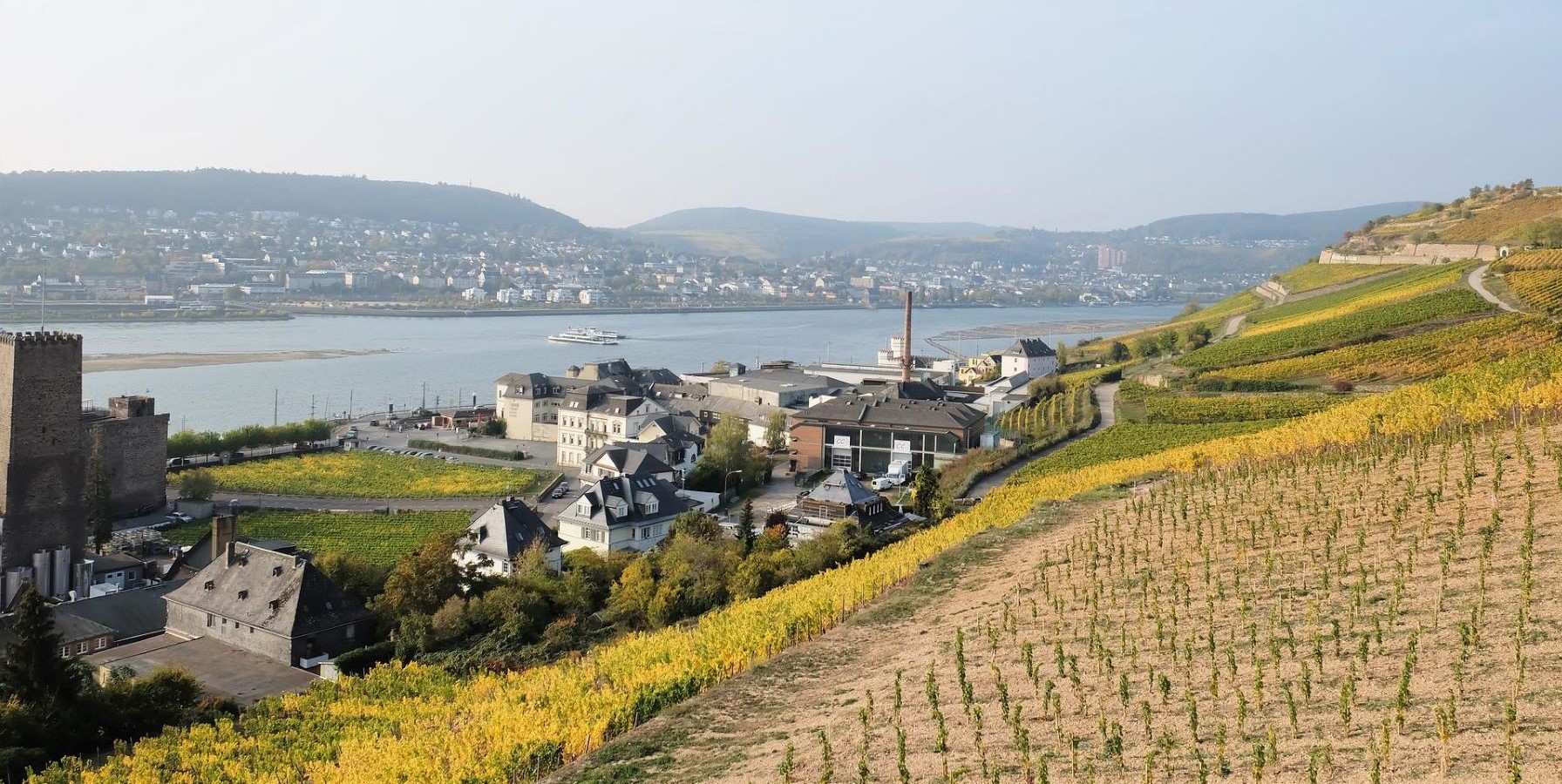 Nuoria viiniviljelmiä Reinin laaksossa kylän yläpuolella