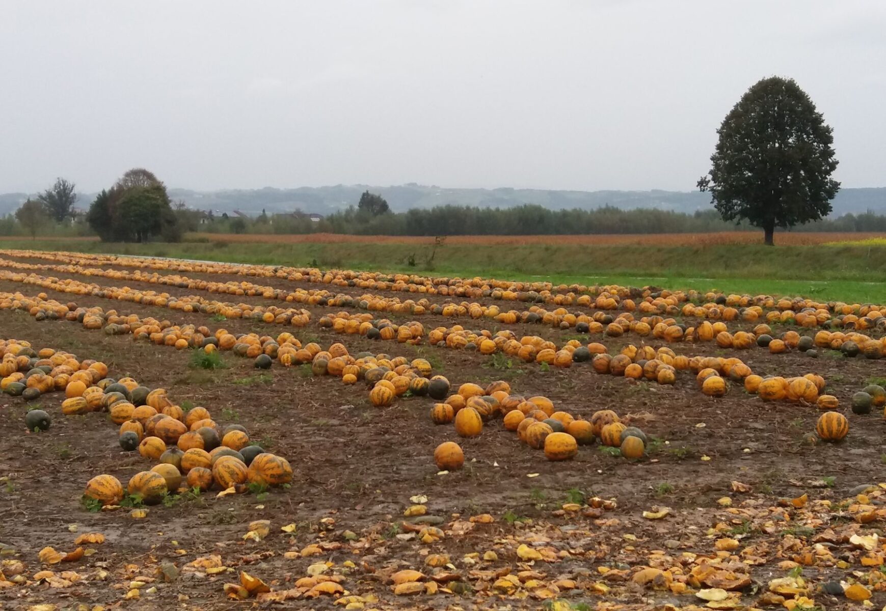 Oransseja kurpitsoita pitkissä riveissä pellolla sadonkorjuun aikaan.