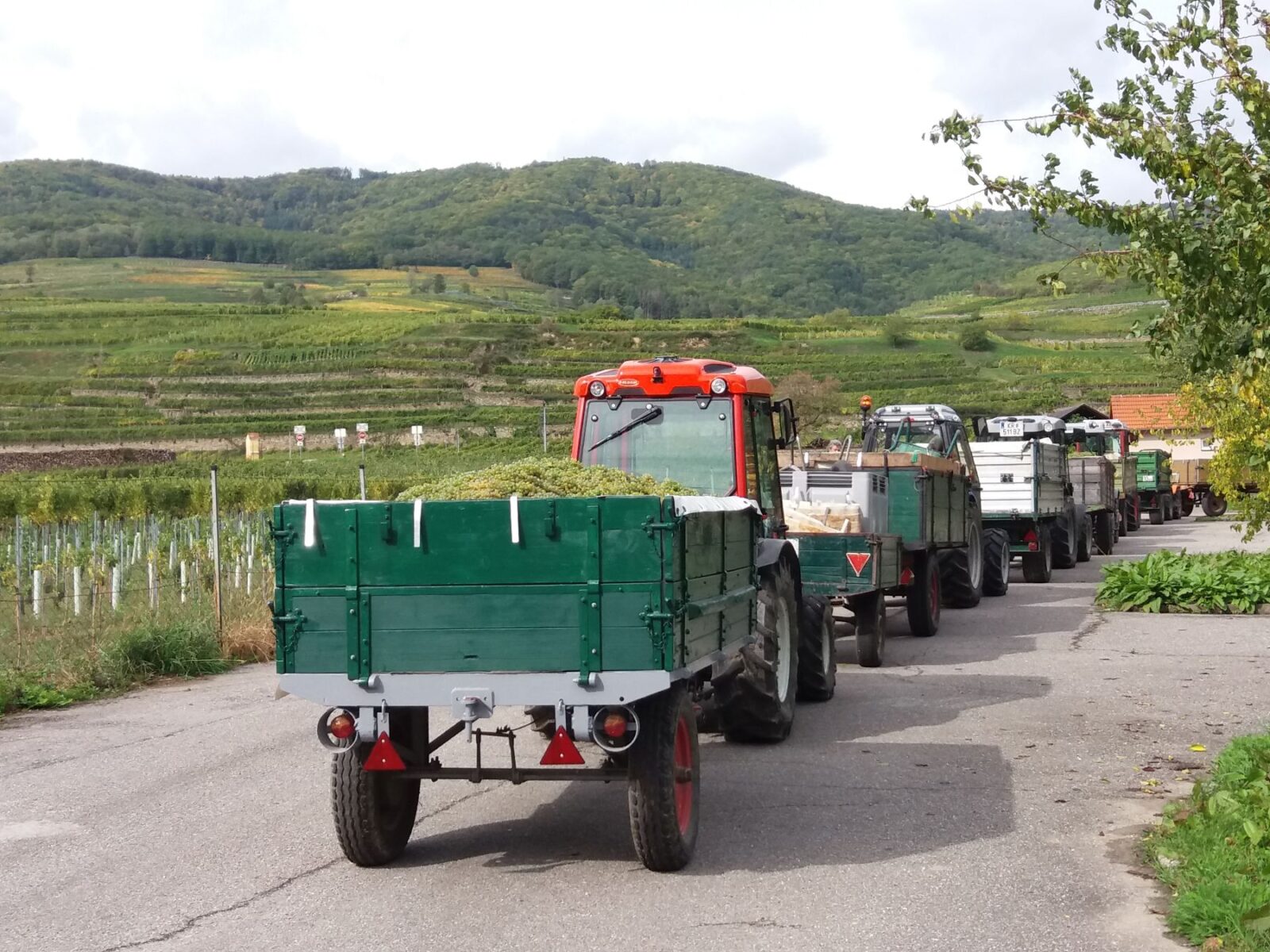 Letka traktoreita kapealla tiellä peräkärryt täynnä viinirypäleitä.
